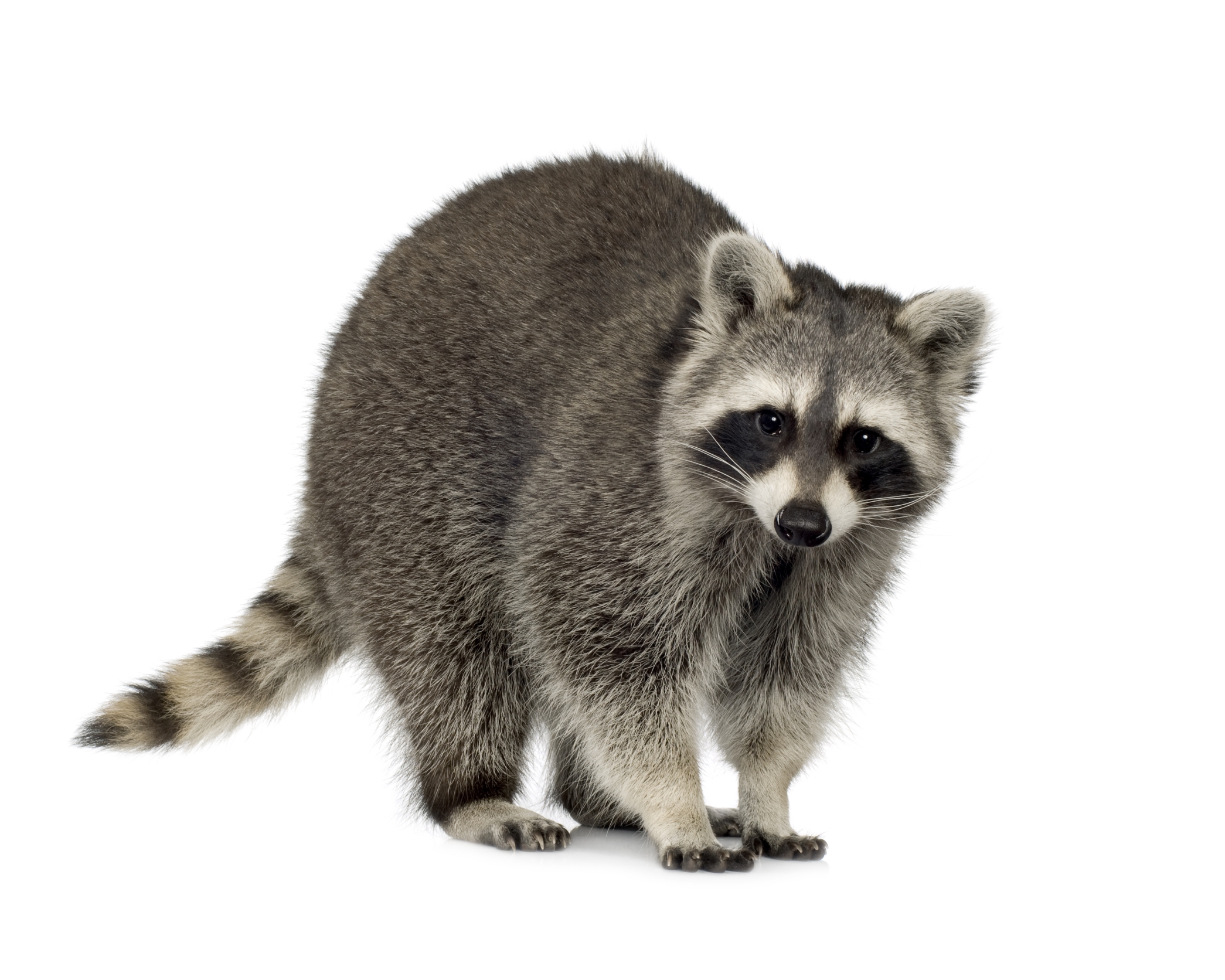 Picture Of Raccoon 1